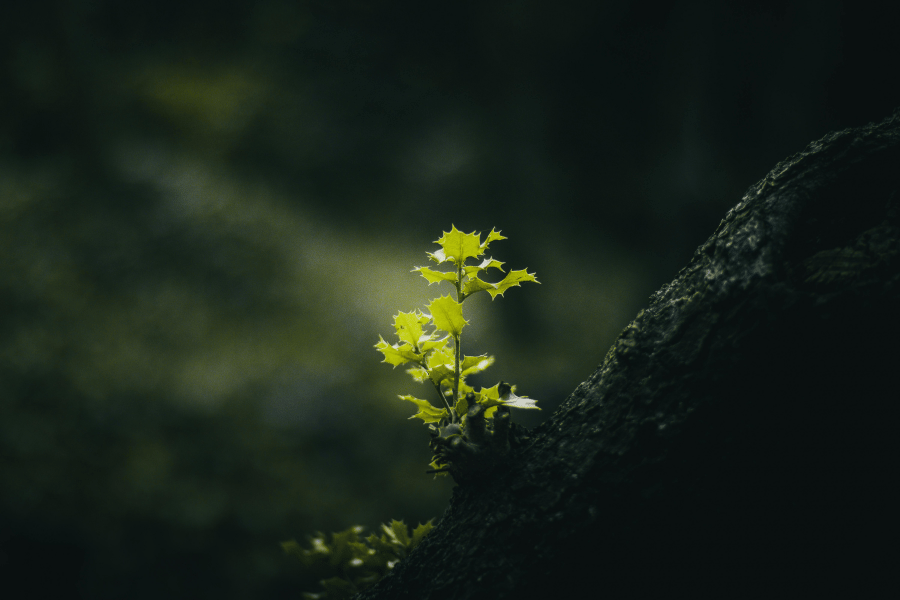 Samhain: Remembering the Body of the Earth