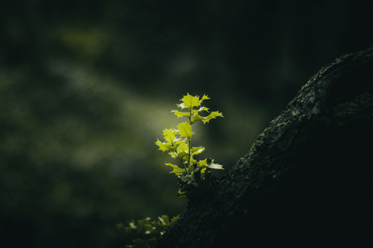Samhain: Remembering the Body of the Earth